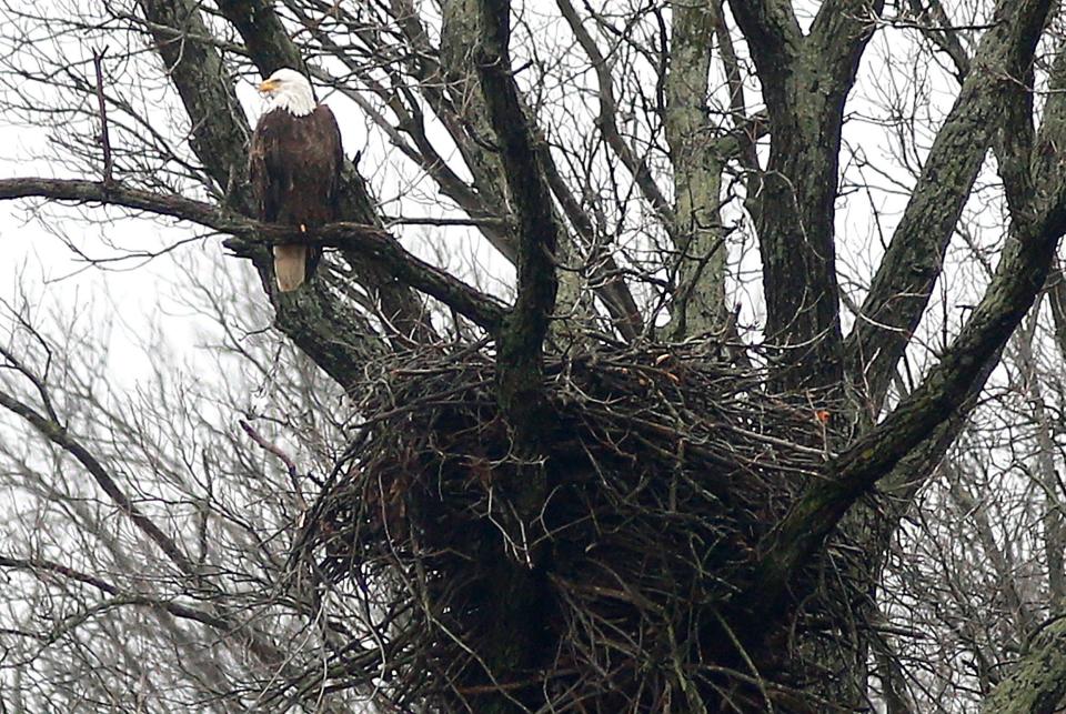 A bald eagle perches in a tree near it's nest on Crider Road in Richland County last week. The number of nesting bald eagle pairs in Ohio has grown from four in 1979 to 824 last year.