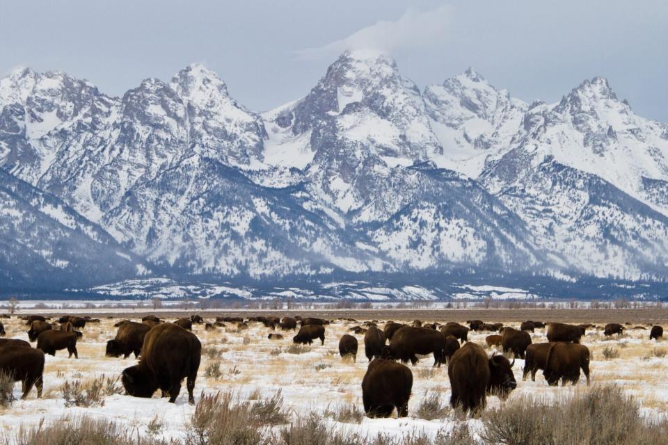 Grand Teton National Park