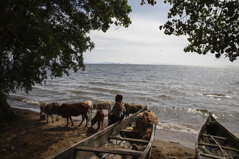 A lo largo de la costa del lago Victoria, en Kenia, científicos y voluntarios libran una guerra sin cuartel contra el mosquito