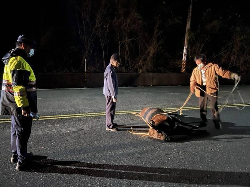 公路總局和馬頭山自然人文協會人員將死亡的水鹿就地掩埋。（馬頭山自然人文協會提供）