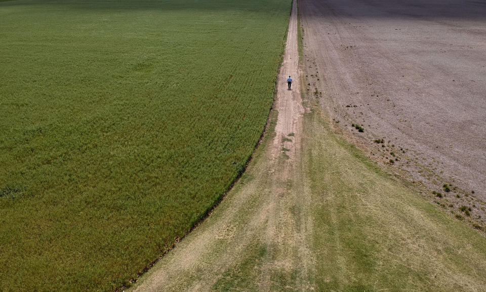 In this Oct. 9, 2019 photo, Jose Luis Grattone walks on a farm road, on the outskirts of Pergamino, Argentina. In recent days, Argentina's President Mauricio Macri has reached out to farmers promising them "more technology, more innovation and less taxes" while praising their contributions at a time of crisis. (AP Photo/Natacha Pisarenko)