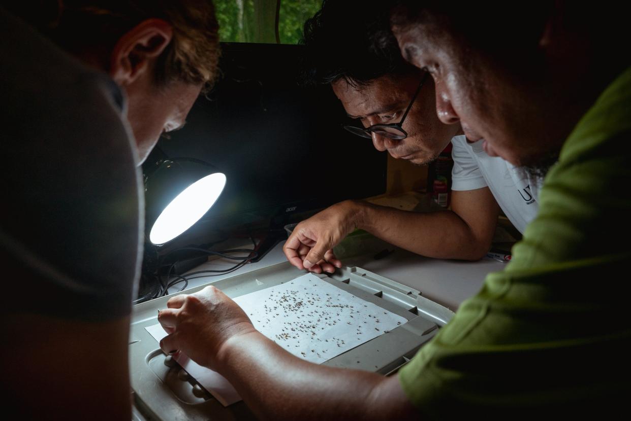 Kimberly Fornace, left, and two researchers from her team inspect dead mosquitoes retrieved from the mosquito magnet