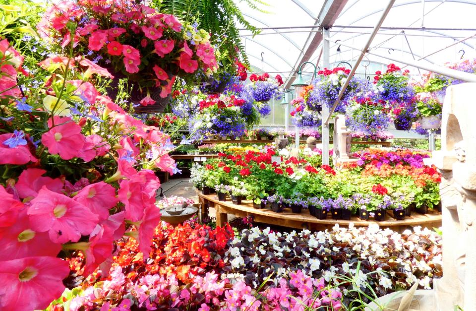 Mother's Day is always a busy day for local greenhouses and florists. Hanging baskets are a popular choice.