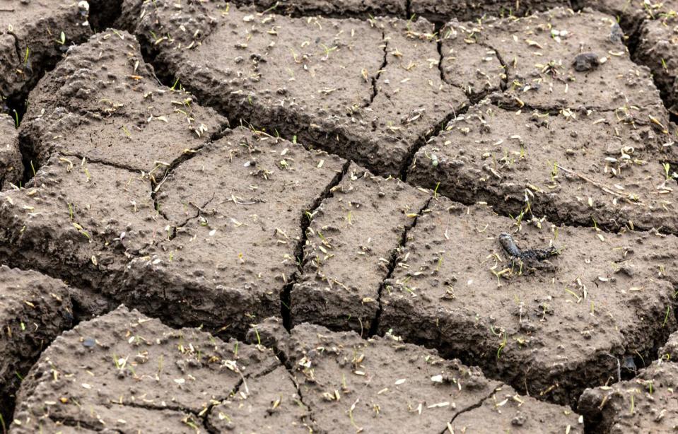 Scores of seeds sprout on the flat surface of drying mud that has cracked into several sections