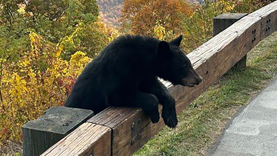 Motorcyclist Jeff Guffey took this photo of a black bear at an overlook along the parkway last week. - Jeff Guffey