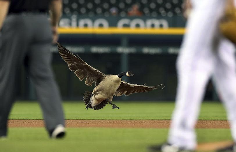 A Canada goose stole the show and survived a crash during the Angels-Tigers game in Detroit. (AP)