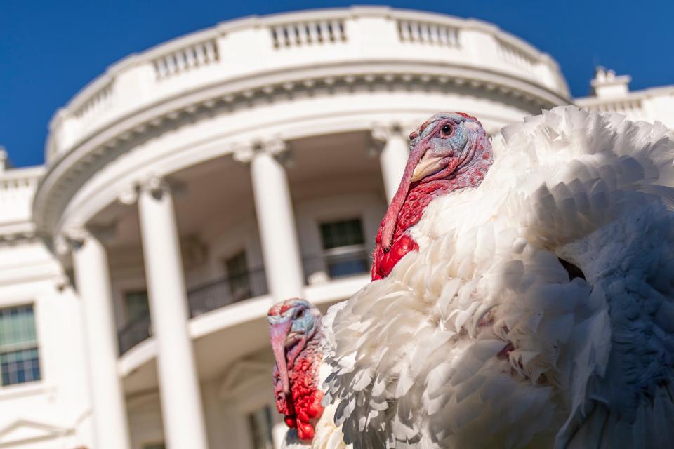 The two national Thanksgiving turkeys, Chocolate and Chip, at the White House on Monday.