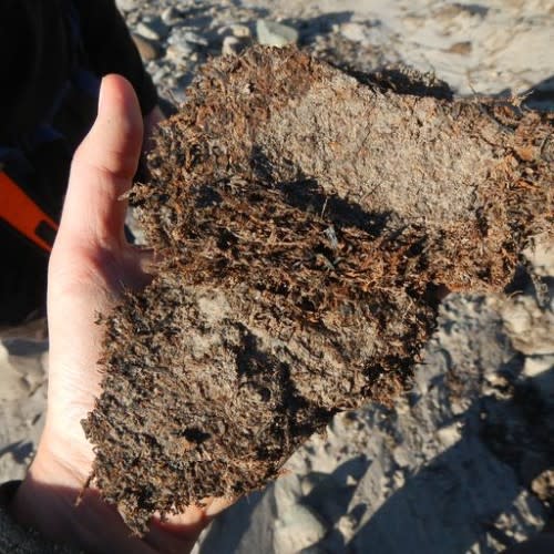 Newly thawed moss from the permafrost coastal deposits. The moss originates from erosion of the river that cut through the landscape at Kap København some two million years ago. (Nicolaj K. Larsen)