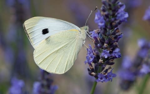 cabbage white butterfly  - Credit: David Burton/Alamy 