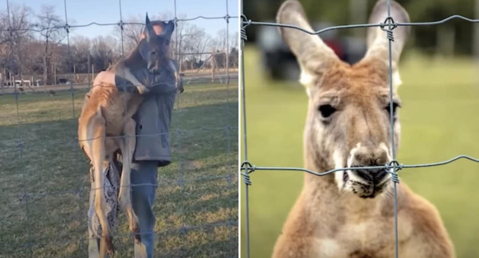 Carter the kangaroo is pictured.