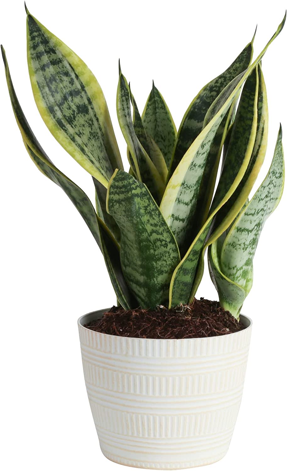Snake plant in a pot