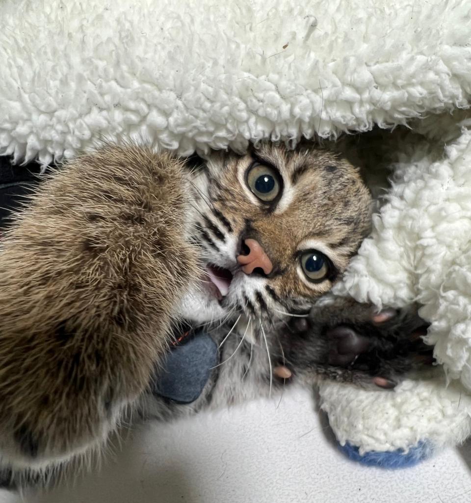 Tallie, a bobcat kitten, is recovering at Wild West Rehab Center outside of Amarillo. She was found orphaned at a homeless encampment in Dallas and needed Amarillo's wide open spaces for her rehab.
