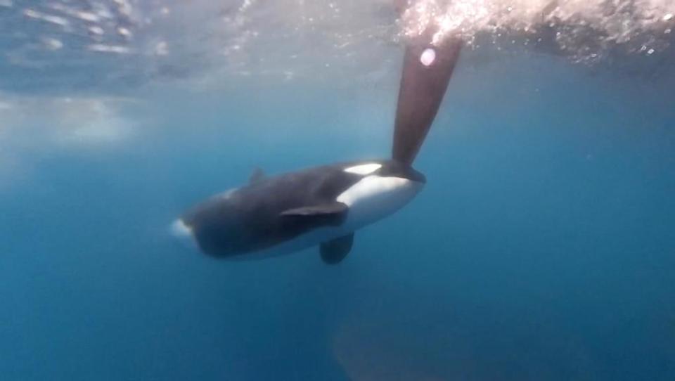 An orca interacts with a boat in The Ocean Race.  / Credit: Brend Schuil / Team JAJO / The Ocean Race