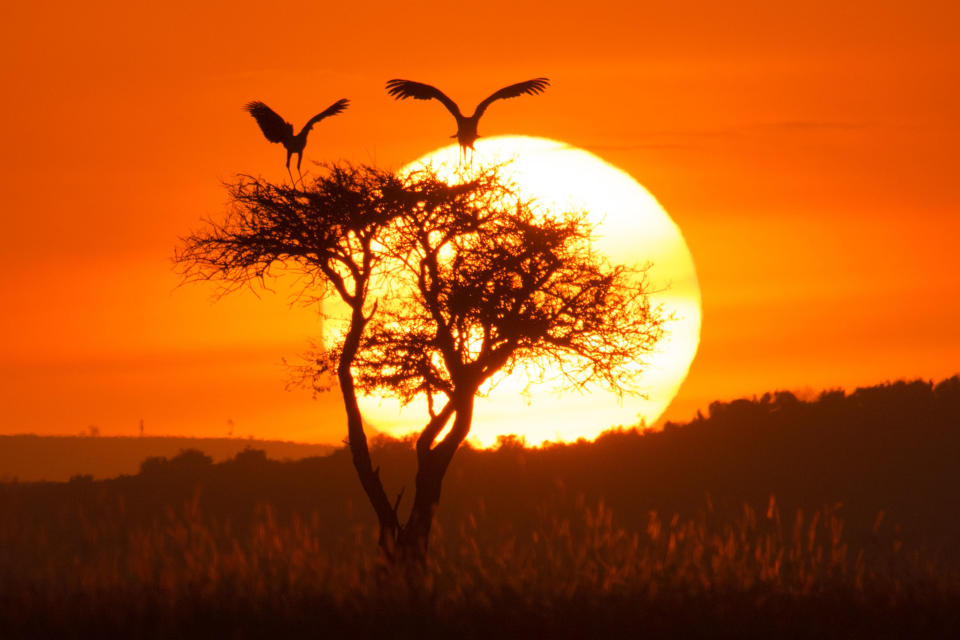 Secretary birds at sunset at the Masai Mara