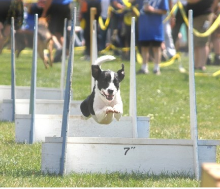 Flyball