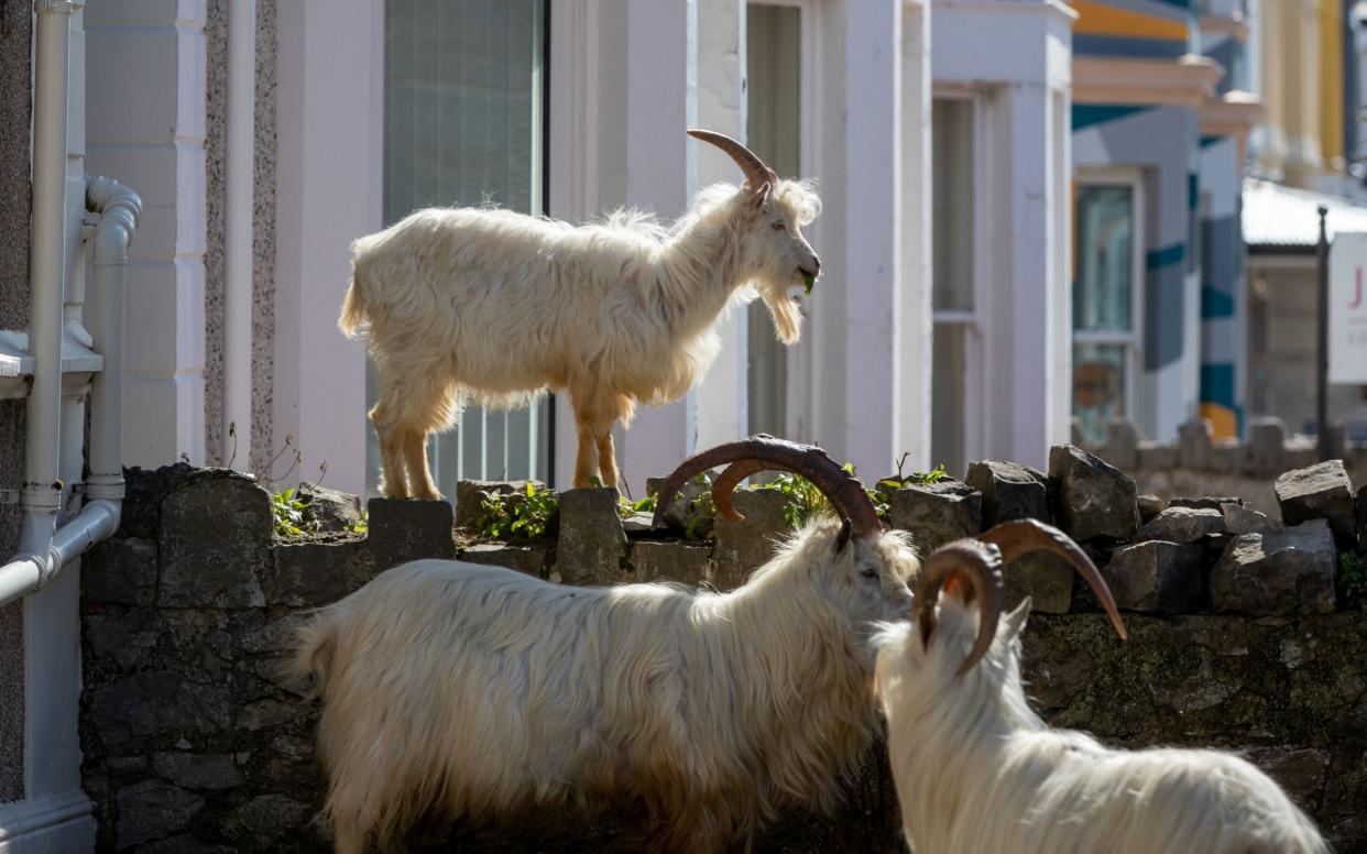 Goats such as these could be a valuable tool in preventing wildfires, a town in Oregon believes  - PA