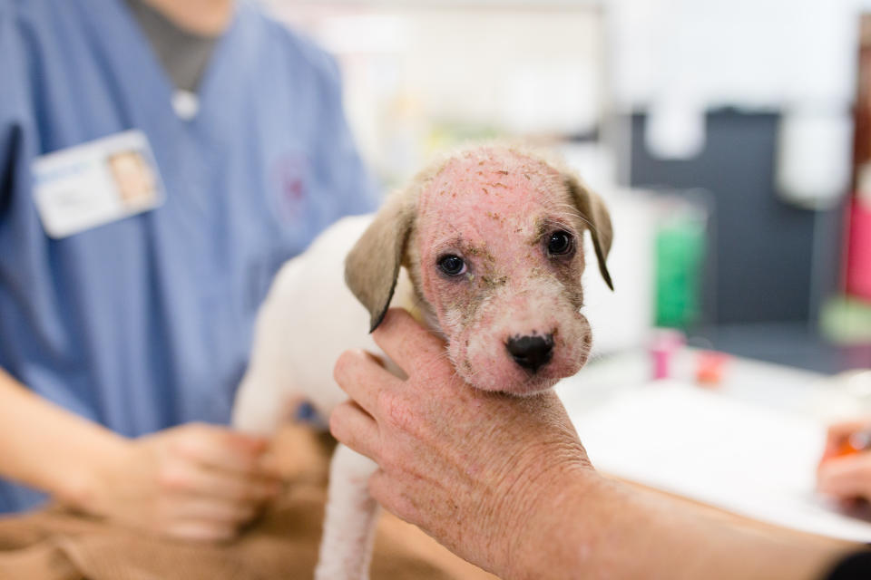 A member of the public took the puppies to the vet. Source: RSPCA