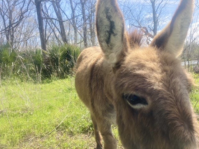 Donkey selfie?