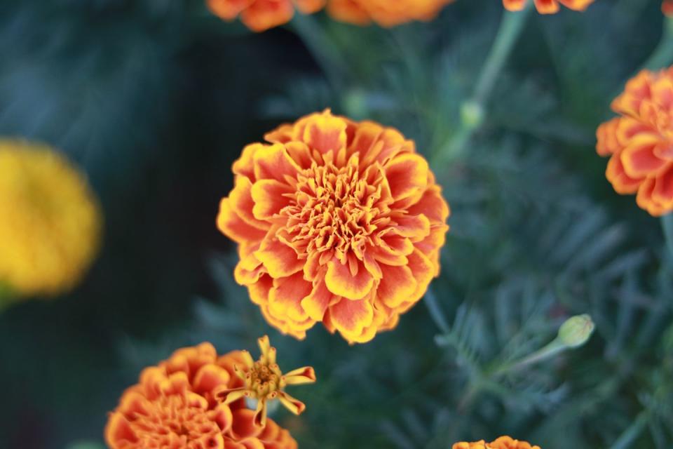 5) Marigold