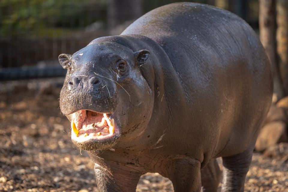 (London Zoo)