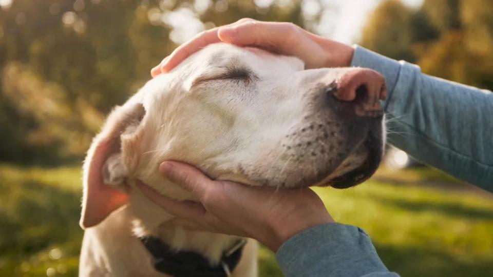 Always bring doggie bags when walking your pets, and if you run out or accidentally forget, come back as soon as you can to clean it up.