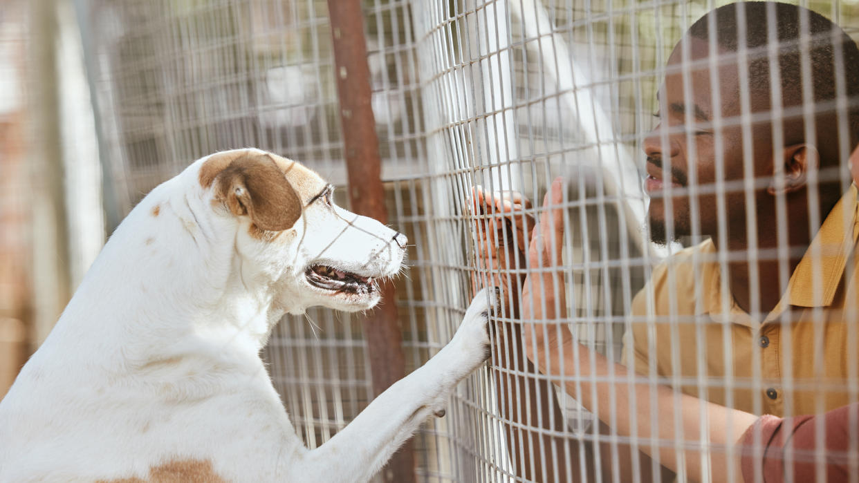  Man looking at dog at animal shelter. 