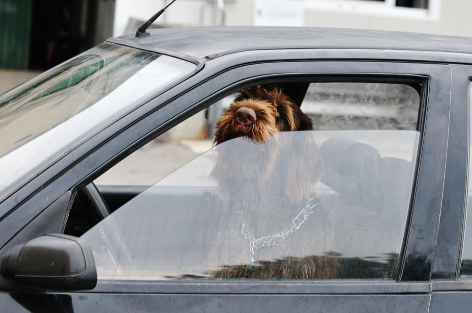 "Dog apparently checking his wing mirror as he drives the car. Good business metaphor playing on the idea of being in the driving seat. Could also suit concepts of safe driving, road rage and animal welfare."