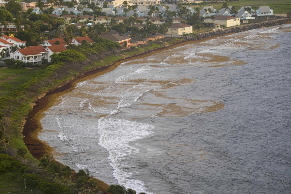 Seaweed covers the Atlantic shore in Frigate Bay, St. Kitts and Nevis, Wednesday, Aug. 3, 2022. A record amount of seaweed is smothering Caribbean coasts from Puerto Rico to Barbados as tons of brown algae kill wildlife, choke the tourism industry and release toxic gases, according to the University of South Florida's Optical Oceanography Lab. (AP Photo/Ricardo Mazalan)