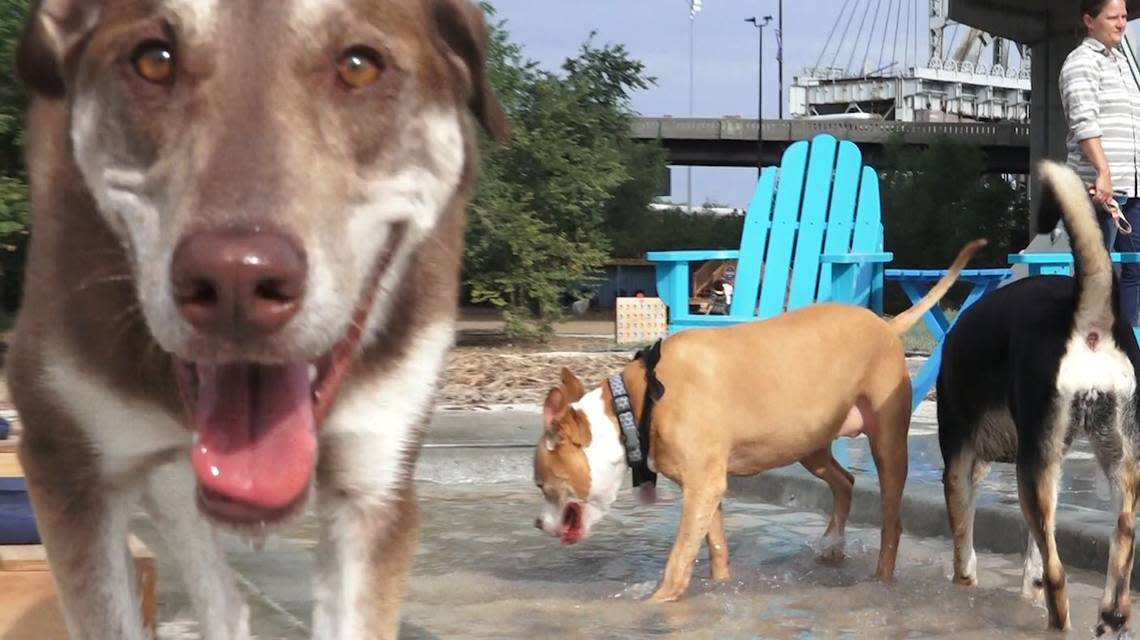 In the summer, Bar K offers dogs a shallow splash pool, complete with cabana-style chairs.