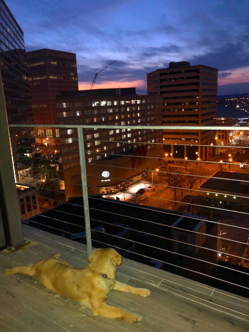 Bobby Hotel Nashville dog friendly pet friendly