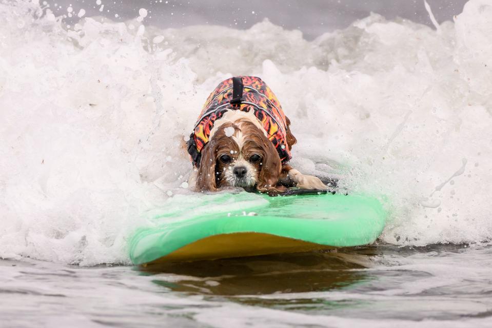 Delilah catches a wave during the World Dog Surfing Championships in Pacifica, California, on August 5, 2023. The event helps local charities raise money by sponsoring a contestant or a team, with a portion of the proceeds going to dog, environmental, and surfing nonprofit organizations. (Photo by JOSH EDELSON / AFP) (Photo by JOSH EDELSON/AFP via Getty Images)