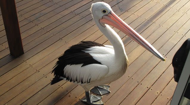 The pelican suffered multiple breaks to its legs and wings and was euthanised. Stock photo: Getty