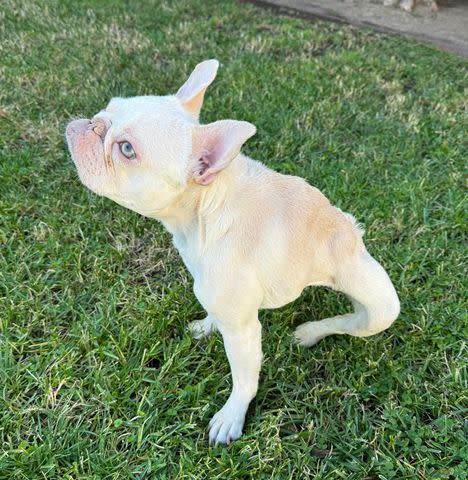 <p>Roadogs Rescue</p> Esmeralda SunPower the French bulldog sitting on grass