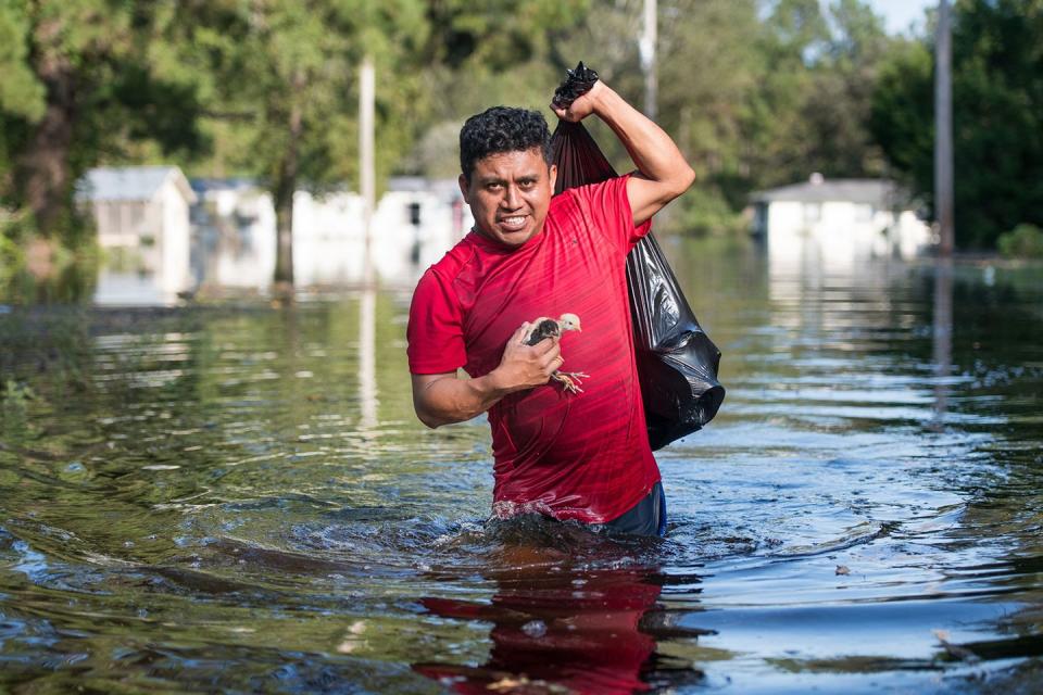 <p>A volunteer named Luis Gomez rescues baby chicks from the floodwaters <a href="https://www.npr.org/2018/09/18/649238096/how-to-help-those-affected-by-hurricane-florence" rel="nofollow noopener" target="_blank" data-ylk="slk:after Hurricane Florence;elm:context_link;itc:0;sec:content-canvas" class="link ">after Hurricane Florence</a> in Longs, South Carolina on September 21, 2018. </p>