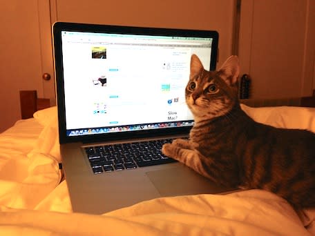 cat, caturday, macbook, feral cat, feral cat rescue