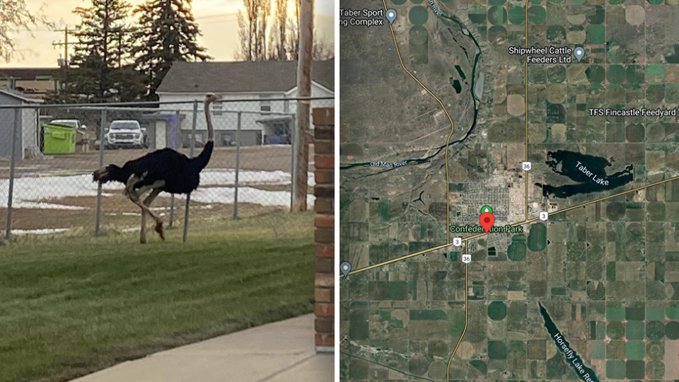 The ostriches escaped in the rural town of Taber. Source: Taber Police Service / Google Maps