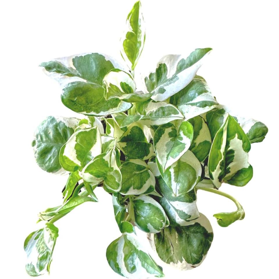 Pothos plant