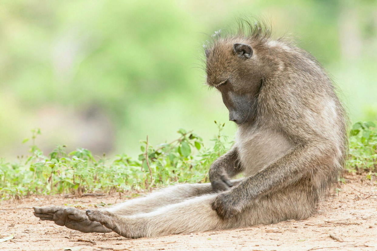 Babouin assis jambes tendues inspectant attentivement ses organes génitaux.  - Credit:www.alamy.com / Alamy Stock Photo / Abaca