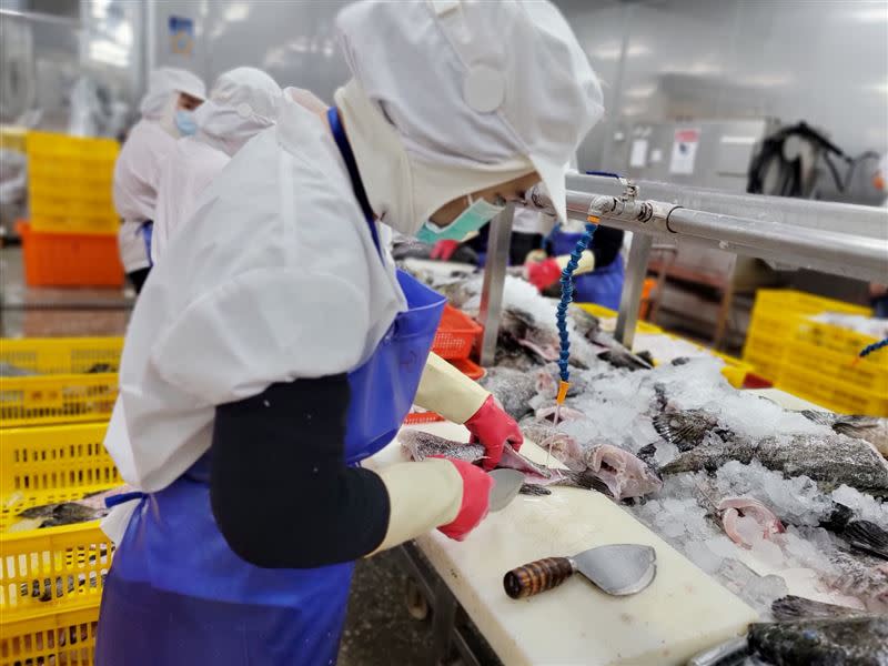 漁業署澄清，供應商仍持續供貨給各縣市石斑魚，未發函縣市政府停止供貨。（圖／漁業署 提供）