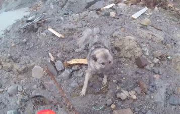 挪威大走山，一大塊陸地沉入海裡，一隻挪威獵麋犬被救起。（圖／翻攝自推特）