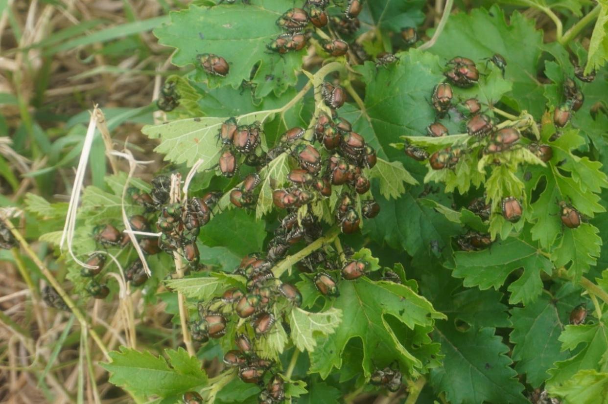 No, this isn't a scene from a horror movie.  Japanese beetles strip leaves clean at a rest area in Nebraska.