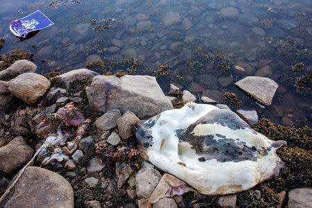A seal carcass and offal rests on the shoreline of the harbour in the town of Tasiilaq, Greenland, June 18, 2018. REUTERS/Lucas Jackson