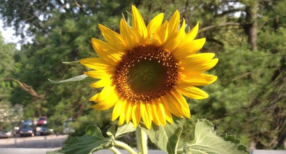 Think you have what it takes to grow Monroe County's tallest sunflower? Pick up seeds at any Monroe County Public Library to give it your best try.