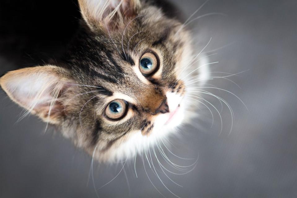 Officials said the person was “likely” infected by their pet cat. fantom_rd – stock.adobe.com