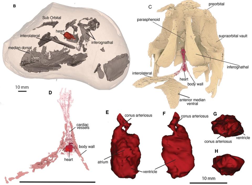 Scientists analysed the oldest heart ever found, belonging to an armoured fish (Trinajstic et al/Science)