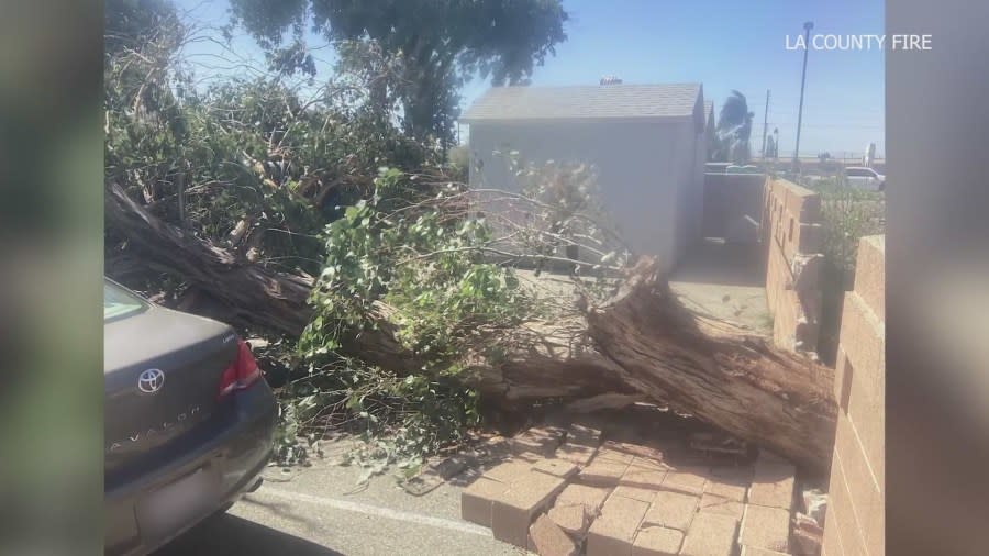 A fire station in Covina had several cars damaged by a fallen tree on March 15, 2024. (LAFD)