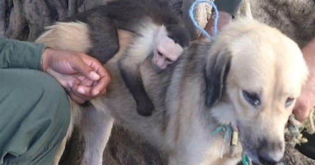 Policía adopta a mono, lo entrena y ahora es agente