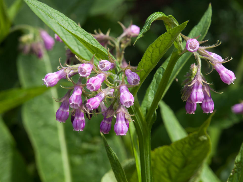 pale mauve comfrey flowers