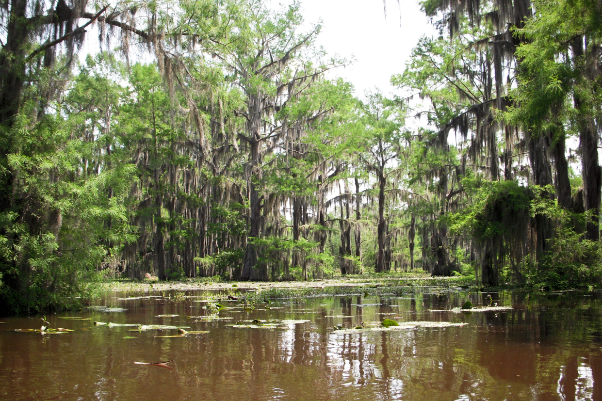 Caddo Lake