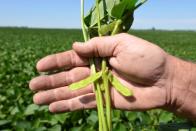Farmer Doug Zink shows the quality of his soybeans near Carrington, North Dakota